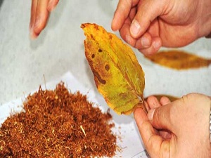 Türkiye'de 15 yaş üstü 14 milyon 800 bin kişi tütün kullanıyor