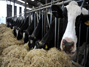 Şap hastalığıyla ilgili yeni eylem planı