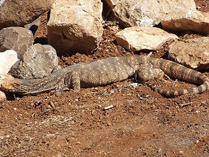 Şanlıurfa'da çöl varanı yakalandı