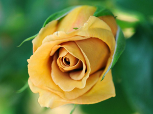 Fazla kaygılanma, senin için takdir edilen olur