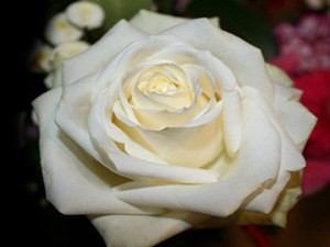 Anne babasını razı eden Allah'ı razı etmiştir