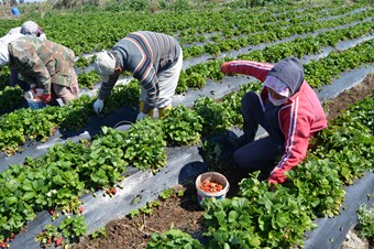 Çilek üreticileri altın yılını yaşıyor