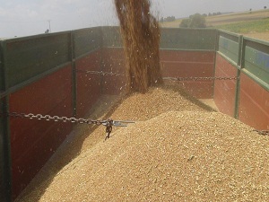 Çukurova'da buğday hasadı erken ama buruk başladı