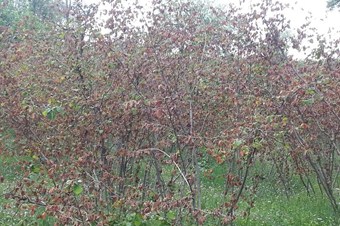 Fındıkta yok senesine girdik'