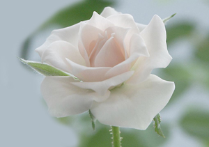 Ümmetim hakkında iman zafiyetinden korkuyorum