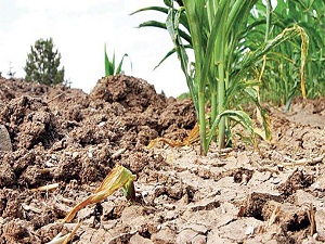 Kuraklık tehlikesi önceden bilinecek