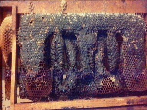 Arılar peteğe Allah'ın adını işledi