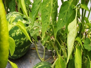 Örtü altı karpuz üretimi başladı