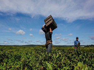 21 milyon kişi zorla çalıştırılıyor