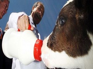 Süte müdahale imkanı geliyor