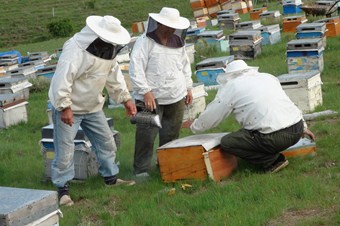 Bal Rekoltesinde Düşüş Beklentisi