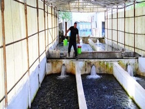 Alabalık üretimi 2014'te azalacak