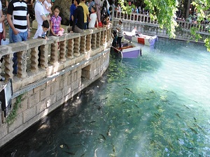 Balıklara yem vermek yasak