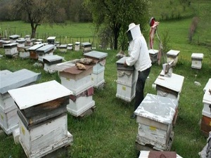 Arıcıların yüzü, bal ormanlarıyla gülecek