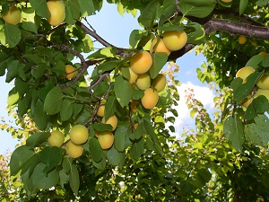 Mersinli kayısı üreticisinin yüzü gülüyor