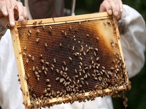 Düzce ve Bitlis'te arı sütü üretimi