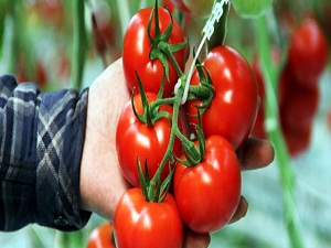Fiyatı uçucak dendi rekor düşüş yaşadı