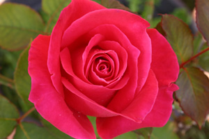 Miraçta İbrahim (as) bana şöyle dedi