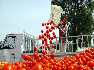 Domatesin kasası 1 TL