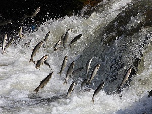 İnci kefali göçü kayıt altına alınıyor