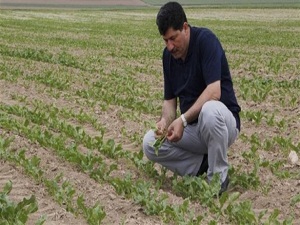 Pancar üreticisine Karadrina uyarısı