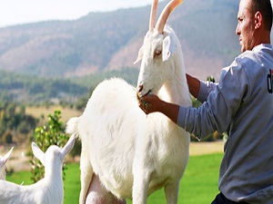 Anne sütüne alternatif keçi sütü