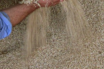 Araban Ovası’nda arpa hasadı buruk başladı