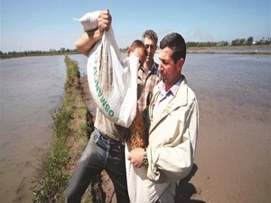 Çeltikte artış suya bağlı