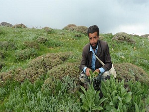 Pancarının kilosu 100 liradan alıcı buluyor