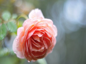 Allah, her secdede dereceni yükseltir, günahını düşürür