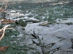 Bafa Gölü yeşile boyandı