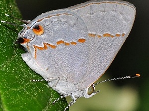 Yeni bir kelebek türü keşfedildi