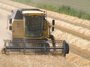 TZOB: Ayçiçeği fiyatı buğdayın 2 katından az olmamalı