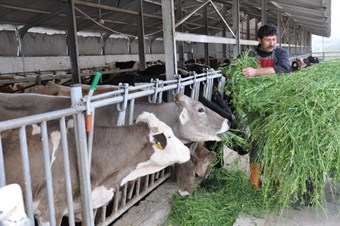 Ankara'da süt üretimi 5 yılda yüzde 35 arttı