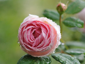 Şeytanın sürmesi, yalama şekeri ve enfiyesi vardır