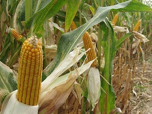 Bakanlıktan GDO açıklaması