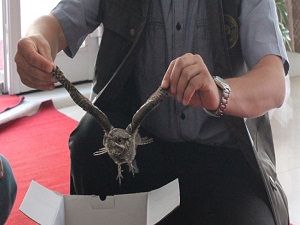 Yeni bir kuş türü bulundu