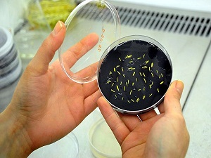 Türkiye'de gıdada GDO'ya izin yok