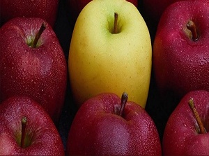 Beyni olmayan kurt bile bunu yemiyor