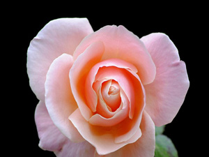 Allah'ın nimetlerini yiyip şükredenin sevabı