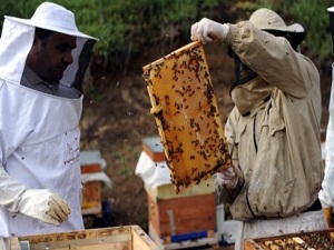 Yığılca arısına talep artıyor
