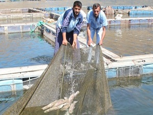 Kuraklık alabalığı öldürmeye başladı