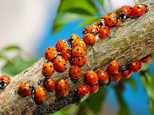 Yedi benekliler'in yaza uyanışı