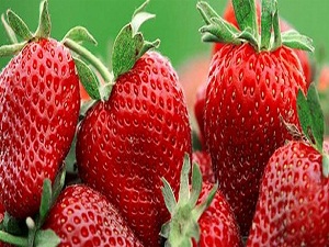 'Doktor arılar'ın desteğiyle çilek üretimi