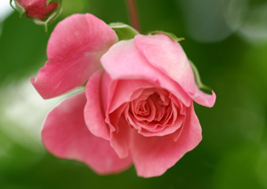 Kalpler demir gibi paslanır, cilası ise...