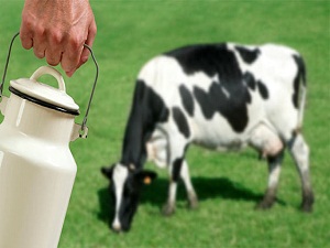 İnek sütünde 'şeker hastalığı' riski!
