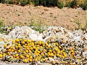 Depolarda çürüyen limonlar güneşte kurutulup yakacak olarak kullanılıyor