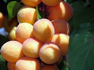 Malatya kayısısı don raporu: Yüzde 95 oranında hasar