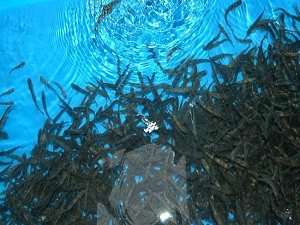 Gölete 20 bin alabalık yavrusu bırakıldı