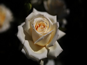 Ümmetimin ahlaki özelliği hayadır